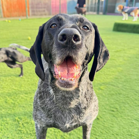 5* Doggy Daycare in Maidstone, Kent Karebear Day Boarding