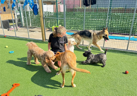 Karebear Day Boarding