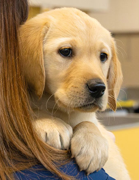 Karebears sponsors a Guide Dog puppy