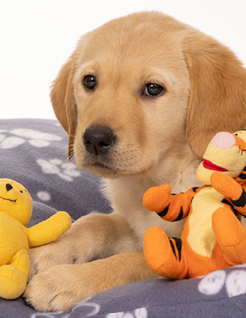 Karebears sponsors a Guide Dog puppy