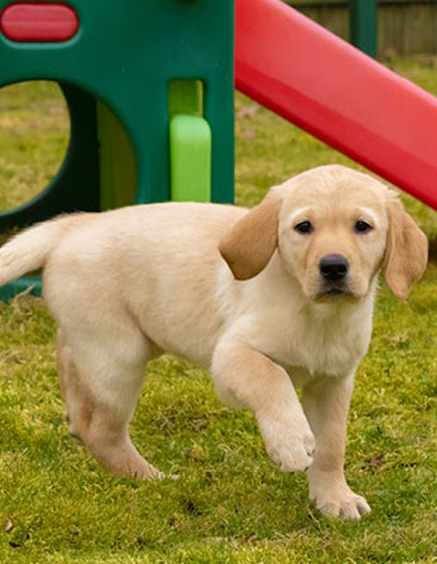 Karebears sponsors a Guide Dog puppy